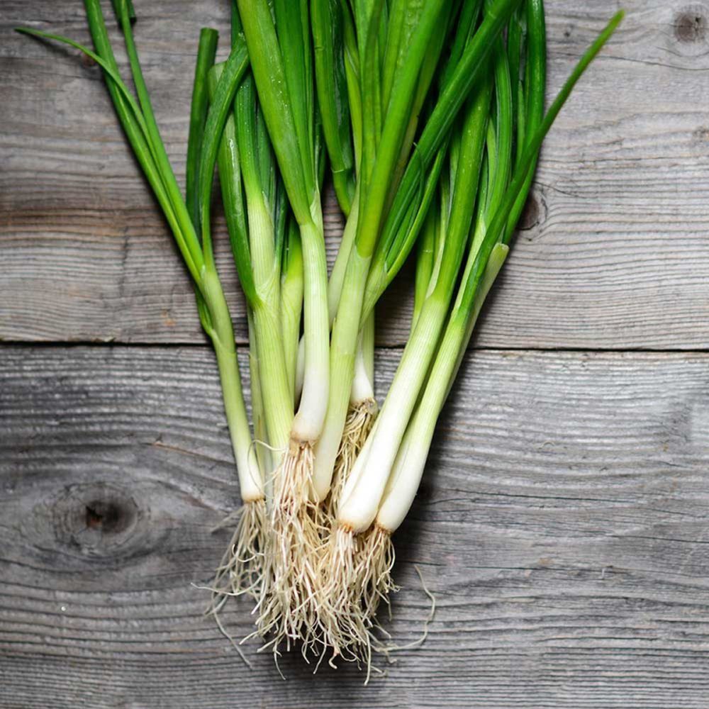 Onion (spring) Long White Ishikura